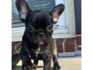 French Bulldog Puppy for sale in Piedmont, SC, USA