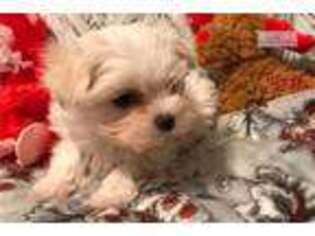 Maltese Puppy for sale in Wilmington, NC, USA