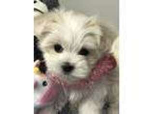 Maltese Puppy for sale in Chickamauga, GA, USA
