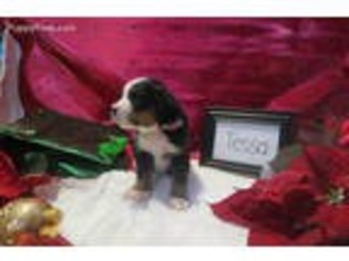 Bernese Mountain Dog Puppy for sale in Plain City, OH, USA