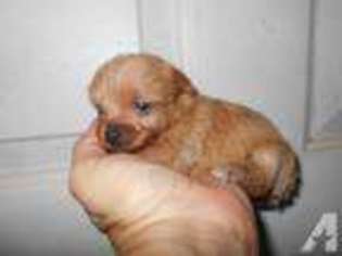 Yorkshire Terrier Puppy for sale in GOLD HILL, OR, USA
