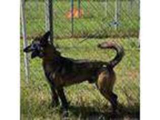 Belgian Malinois Puppy for sale in Valrico, FL, USA