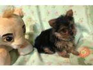 Yorkshire Terrier Puppy for sale in Allen, TX, USA
