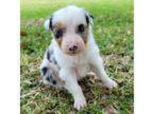 Border Collie Puppy for sale in Loxahatchee, FL, USA