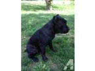 Cane Corso Puppy for sale in HAZELWOOD, MO, USA