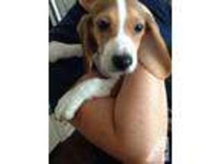 Beagle Puppy for sale in PORTSMOUTH, VA, USA