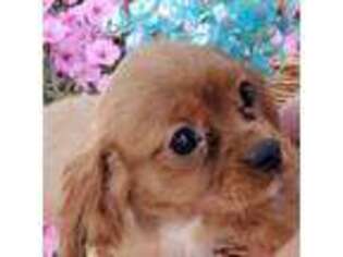 Cavalier King Charles Spaniel Puppy for sale in York, PA, USA