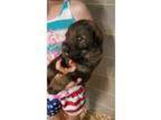 German Shepherd Dog Puppy for sale in Albemarle, NC, USA