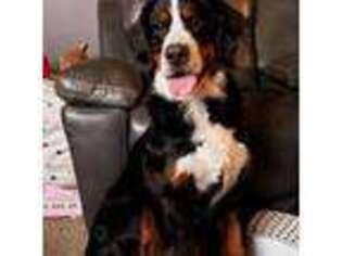 Bernese Mountain Dog Puppy for sale in Bergholz, OH, USA