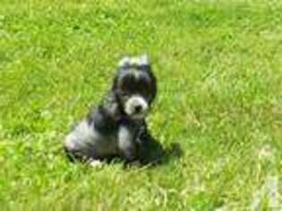Chinese Crested Puppy for sale in FRANKFORT, IN, USA