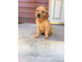 Golden Retriever Puppy for sale in Upsala, MN, USA