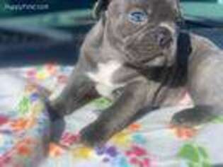 French Bulldog Puppy for sale in Carson City, NV, USA