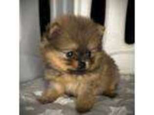 Pomeranian Puppy for sale in Bonne Terre, MO, USA