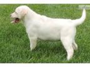 Labrador Retriever Puppy for sale in Dayton, OH, USA