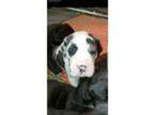 Great Dane Puppy for sale in Olive Hill, KY, USA