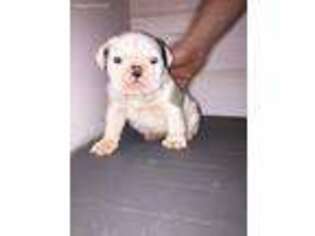 Bulldog Puppy for sale in Jamestown, NY, USA