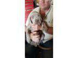 Neapolitan Mastiff Puppy for sale in Paso Robles, CA, USA