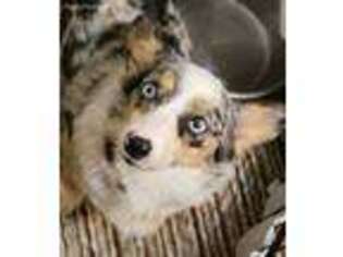 Pembroke Welsh Corgi Puppy for sale in Wolfe City, TX, USA