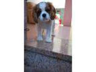 Cavalier King Charles Spaniel Puppy for sale in Edmond, OK, USA