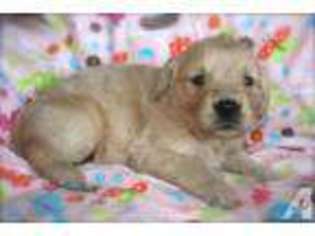 Golden Retriever Puppy for sale in PORT ANGELES, WA, USA