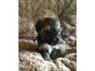 Havanese Puppy for sale in Canyon Lake, TX, USA