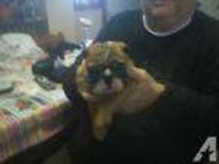 Bulldog Puppy for sale in PORTAGE, PA, USA