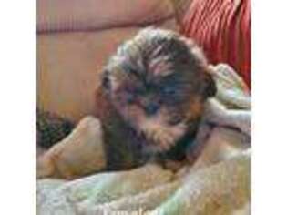 Mutt Puppy for sale in Hampstead, MD, USA
