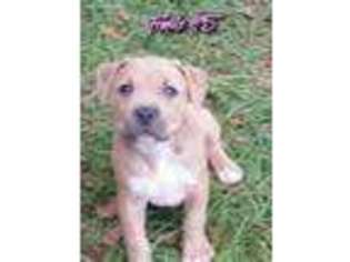 Mutt Puppy for sale in Williston, FL, USA