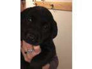Labrador Retriever Puppy for sale in Gaylord, MI, USA