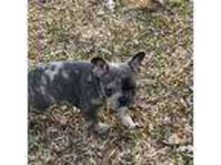 French Bulldog Puppy for sale in Stratford, WI, USA