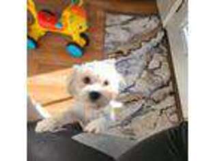 Cavachon Puppy for sale in Lakewood, WA, USA