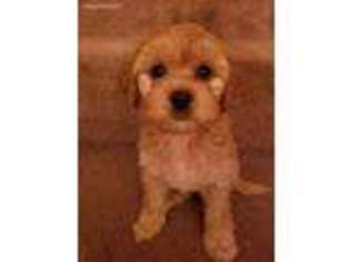 Mutt Puppy for sale in Central Falls, RI, USA