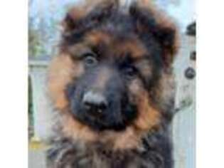 German Shepherd Dog Puppy for sale in Silverton, OR, USA