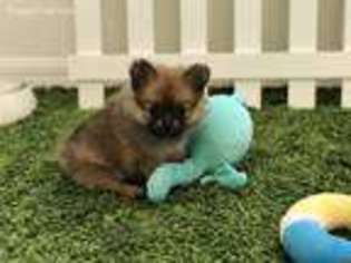 Pomeranian Puppy for sale in Melbourne, FL, USA