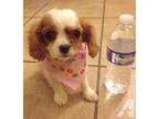 Cavalier King Charles Spaniel Puppy for sale in PLEASANTON, CA, USA