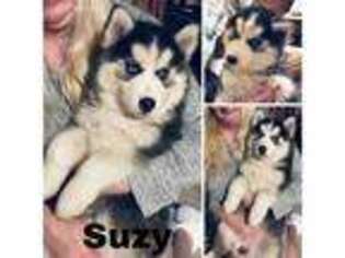 Siberian Husky Puppy for sale in Batesburg, SC, USA