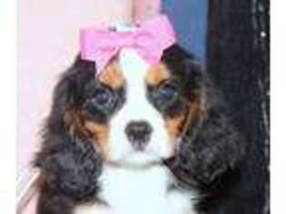 Cavalier King Charles Spaniel Puppy for sale in Willow Springs, MO, USA