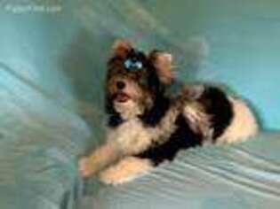 Biewer Terrier Puppy for sale in La Fayette, GA, USA