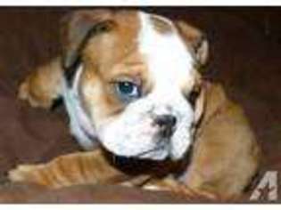 Bulldog Puppy for sale in FLUSHING, NY, USA