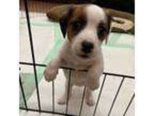 Jack Russell Terrier Puppy for sale in Ramona, CA, USA