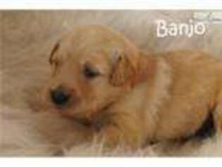 Golden Retriever Puppy for sale in Fort Worth, TX, USA