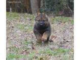 German Shepherd Dog Puppy for sale in Powder Springs, GA, USA