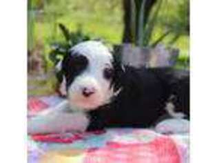 Mutt Puppy for sale in Dryden, VA, USA