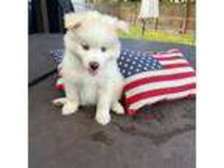 Mutt Puppy for sale in Jacksonville, FL, USA