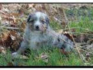 Miniature Australian Shepherd Puppy for sale in Elgin, OK, USA