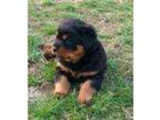 Rottweiler Puppy for sale in Martinsville, OH, USA
