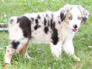 Miniature Australian Shepherd Puppy for sale in Dewitt, MI, USA