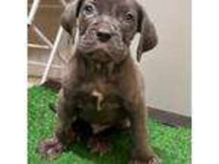 Neapolitan Mastiff Puppy for sale in Atlanta, GA, USA
