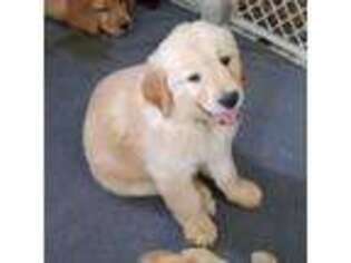 Golden Retriever Puppy for sale in Brush, CO, USA