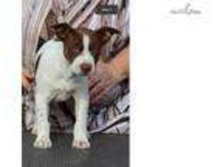 Rat Terrier Puppy for sale in Tulsa, OK, USA
